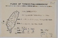 膜葉卷柏藏品圖，第2張