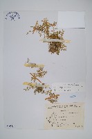 膜葉卷柏藏品圖，第1張