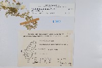 膜葉卷柏藏品圖，第2張