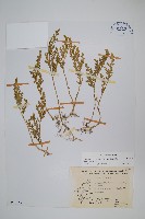 異葉卷柏藏品圖，第1張