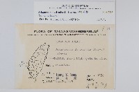 異葉卷柏藏品圖，第2張