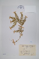 全緣卷柏藏品圖，第1張