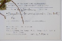 翅軸假金星蕨、短柄卵果蕨藏品圖，第2張