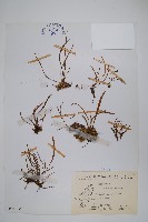 書帶蕨藏品圖，第1張