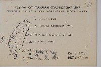 書帶蕨藏品圖，第2張