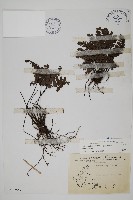 扇葉鐵線蕨藏品圖，第1張