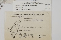 扇葉鐵線蕨藏品圖，第2張