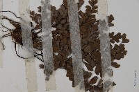 扇葉鐵線蕨藏品圖，第3張