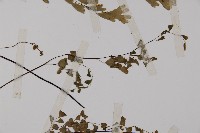 鐵線蕨藏品圖，第1張