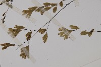 鐵線蕨藏品圖，第2張