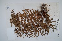 毛葉腎蕨藏品圖，第1張