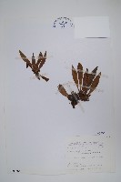 臺灣車前蕨藏品圖，第1張