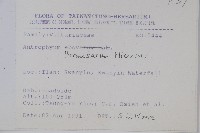 臺灣車前蕨藏品圖，第2張