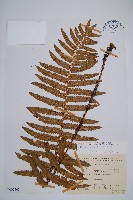 桫欏鱗毛蕨藏品圖，第1張