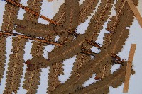 桫欏鱗毛蕨藏品圖，第3張