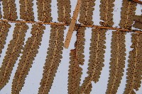 桫欏鱗毛蕨藏品圖，第4張