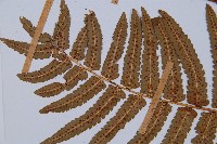 桫欏鱗毛蕨藏品圖，第5張