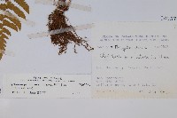 密毛毛蕨藏品圖，第2張