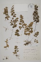 鐵線蕨藏品圖，第1張