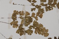 鐵線蕨藏品圖，第4張