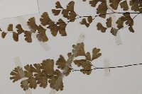 鐵線蕨藏品圖，第5張