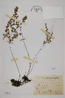 鐵線蕨藏品圖，第1張