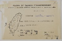 鐵線蕨藏品圖，第2張