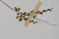 鐵線蕨藏品圖，第3張