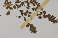 鐵線蕨藏品圖，第4張