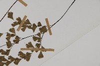 鐵線蕨藏品圖，第5張