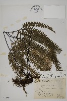 灰背鐵線蕨藏品圖，第1張