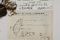 灰背鐵線蕨藏品圖，第2張