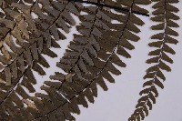 灰背鐵線蕨藏品圖，第4張