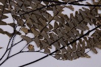 灰背鐵線蕨藏品圖，第5張