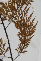 大黑柄鐵角蕨、黃鱗鐵角蕨、大羽鐵角蕨藏品圖，第4張