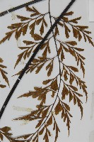 大黑柄鐵角蕨、黃鱗鐵角蕨、大羽鐵角蕨藏品圖，第5張