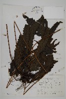 紫柄三叉蕨藏品圖，第1張