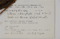 紫柄三叉蕨藏品圖，第4張