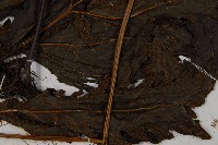 紫柄三叉蕨藏品圖，第6張