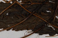 紫柄三叉蕨藏品圖，第7張