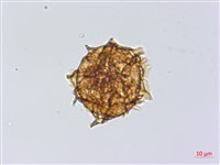 紫柄三叉蕨藏品圖，第3張