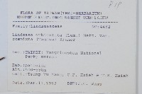 海島陵齒蕨藏品圖，第2張