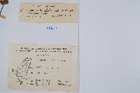 海島陵齒蕨藏品圖，第2張