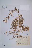 過山龍藏品圖，第1張