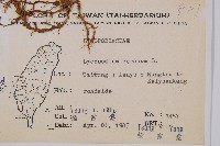 過山龍藏品圖，第2張