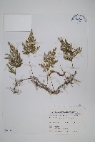 擬密葉卷柏藏品圖，第1張