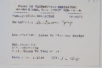 擬密葉卷柏藏品圖，第2張