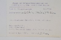 柳葉劍蕨藏品圖，第2張