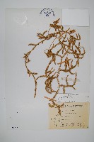 石松藏品圖，第1張