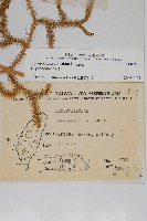 石松藏品圖，第2張